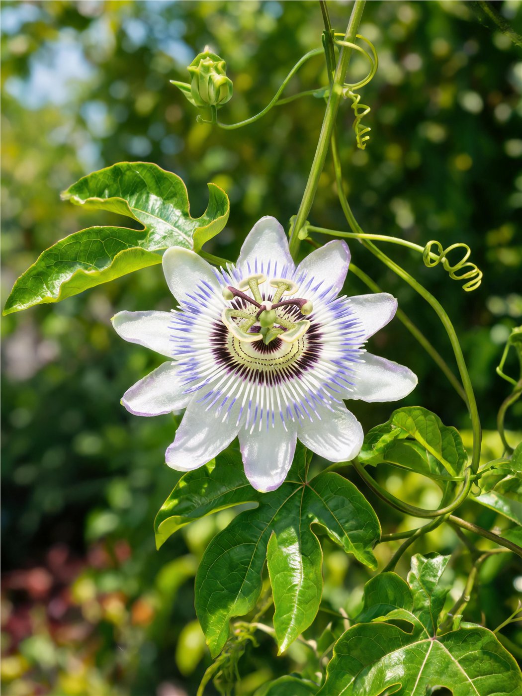 Passionflower